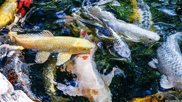 4240 Kaikoo Place, Honolulu, HI 96816