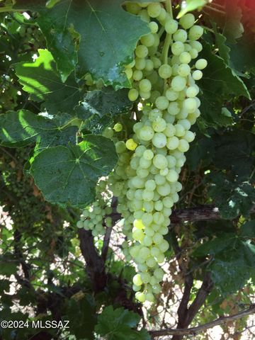 6040 11050 N FORT GRANT Road, Willcox, AZ 85643