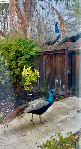 3421 Blackhawk Meadow Drive, Danville, CA 94506