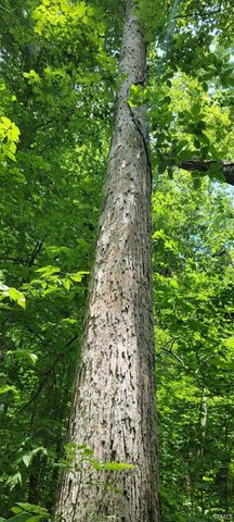 High Gap Road, Shoals, IN 47581