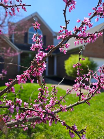 2216 Burns Court, Lexington, KY 40513