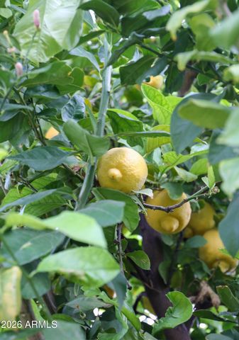 6625 E CULVER Street, Scottsdale, AZ 85257