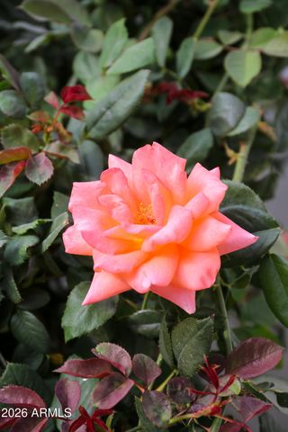 6625 E CULVER Street, Scottsdale, AZ 85257