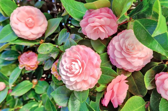 13207 Ridge Rd, Grass Valley, CA 95945