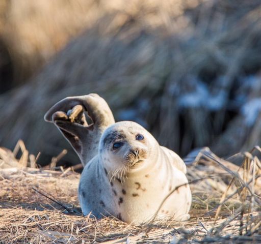 43 Old Duck Hole Road, Orleans, MA 02653