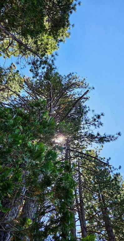 Image 26 of property listing at 167 Pine Cone Path, North Fork, CA 93643