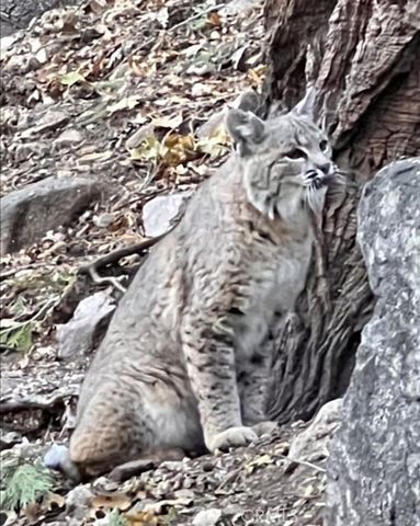 900 Lo Lane, Twin Peaks, CA 92391