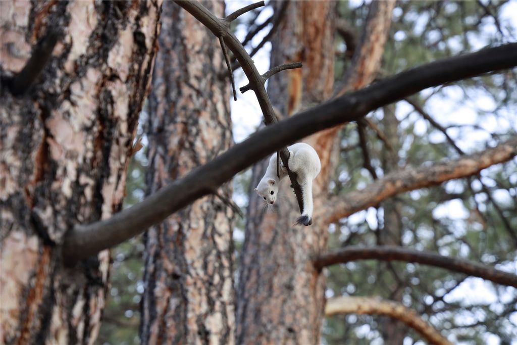 41 Sleepy Hollow Lane, Clancy, MT 59634 photo 100