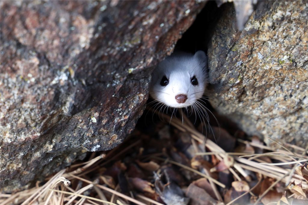 41 Sleepy Hollow Lane, Clancy, MT 59634 photo 101