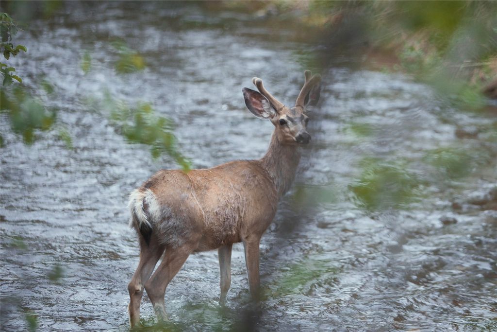 41 Sleepy Hollow Lane, Clancy, MT 59634 photo 105