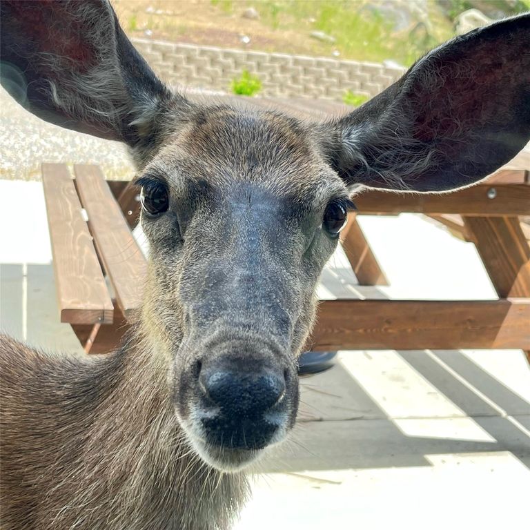 41 Sleepy Hollow Lane, Clancy, MT 59634 photo 110