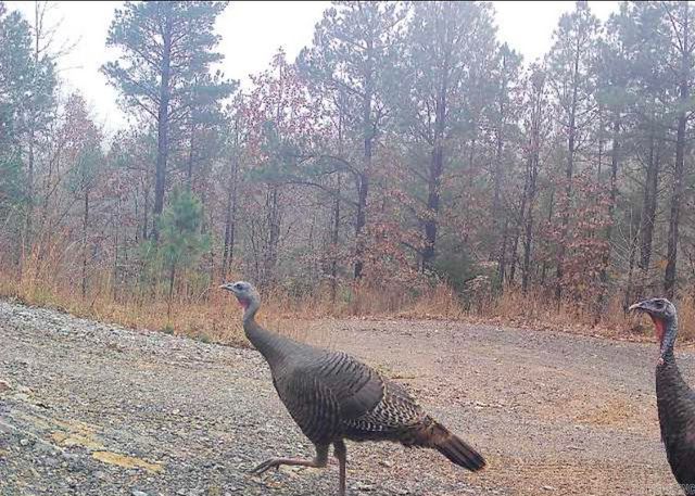 4 Gray Hawk Drive, Paron, AR 72122