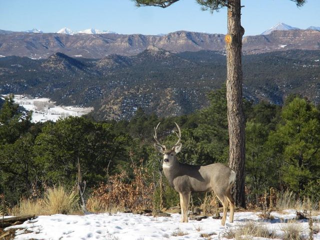 25110 N Ridgeline Dr, Trinidad, CO 81082