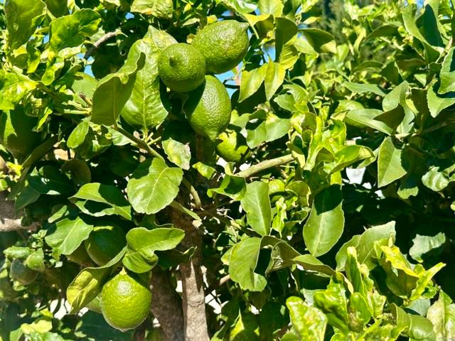 2445 S. Stage Coach Ln., Fallbrook, CA 92028