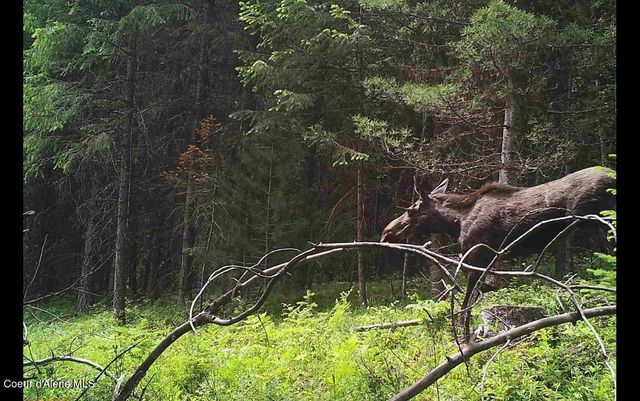 NNA 46 acres Iron Horse Rd, Bonners Ferry, ID 83805