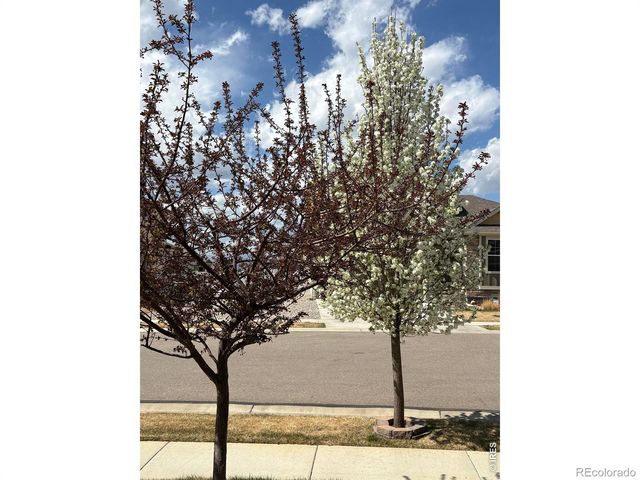 1210 Muskox Street, Severance, CO 80550