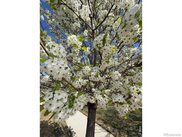 1210 Muskox Street, Severance, CO 80550