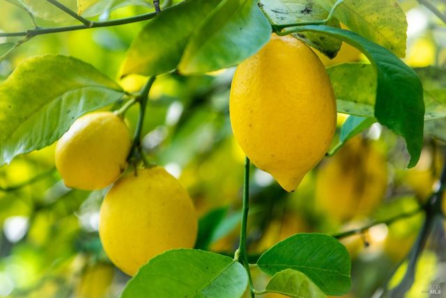 138 Miramar Ave, San Rafael, CA 94901