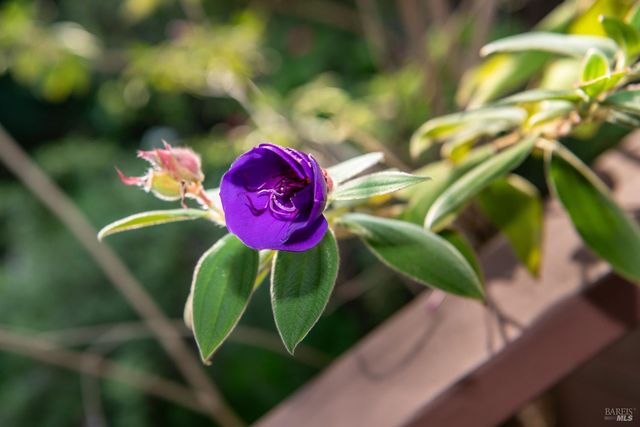 138 Miramar Ave, San Rafael, CA 94901