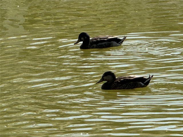 4008 37TH STREET COURT W, Bradenton, FL 34205