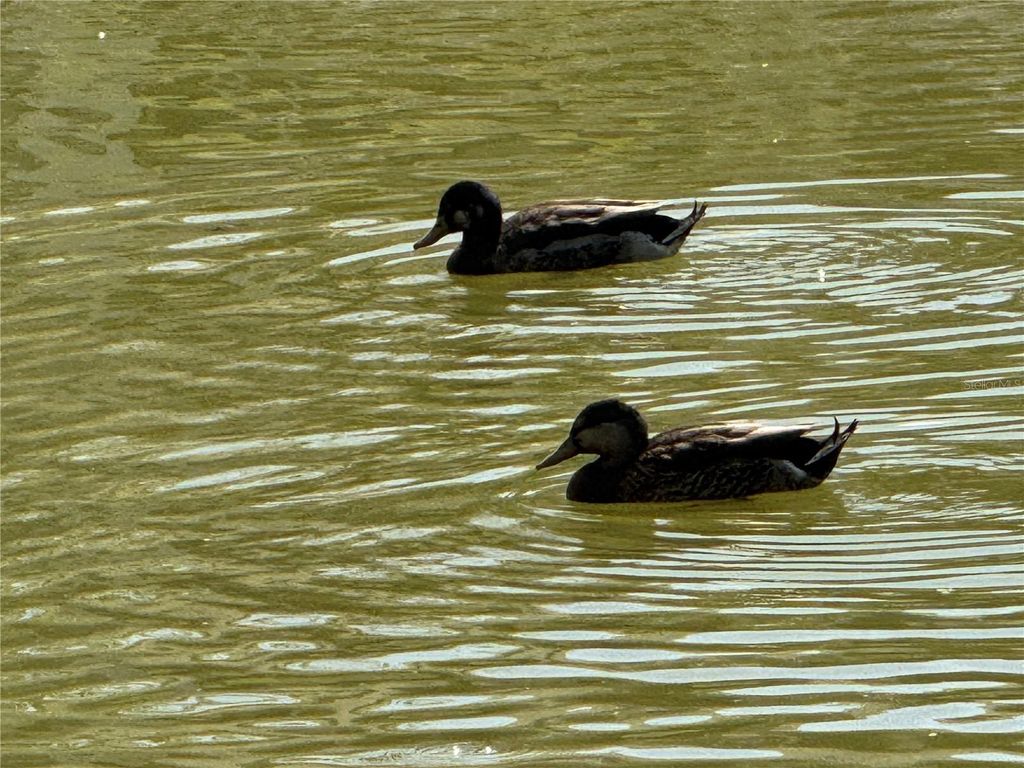 Image 20 of property listing at 4008 37TH STREET COURT W, Bradenton, FL 34205