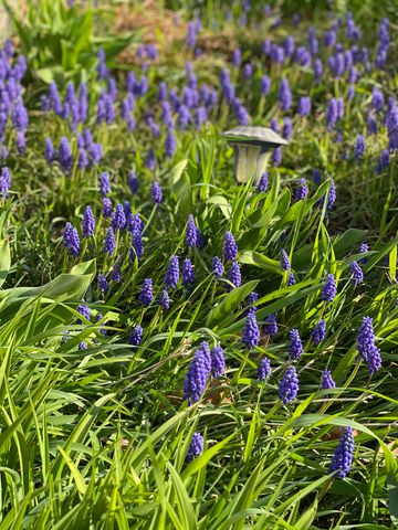 12632 Patnoe Drive, St. John, IN 46373