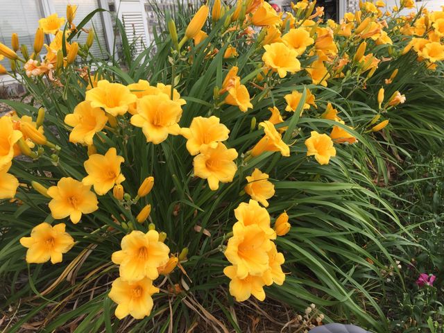 12632 Patnoe Drive, St. John, IN 46373