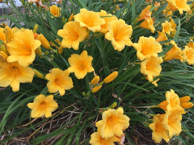 12632 Patnoe Drive, St. John, IN 46373