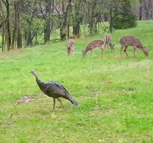 2111 ROCK QUARRY RD, Columbia, MO 65201