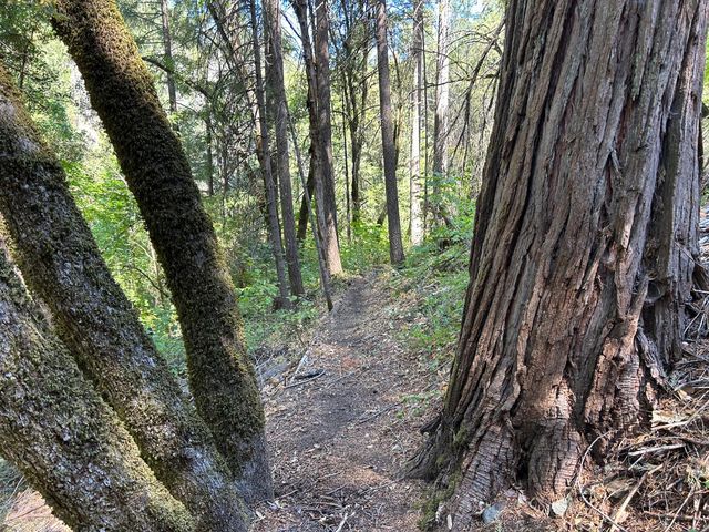 17215 Sweetwater Trl, Grass Valley, CA 95945