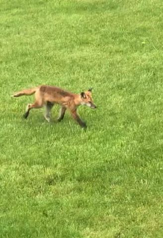 3642 Maple Drive S, Cambridge, MN 55008