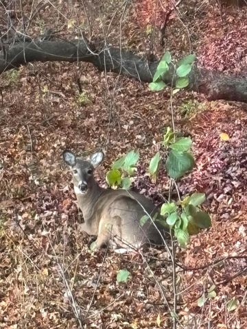 3642 Maple Drive S, Cambridge, MN 55008