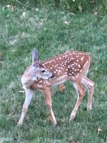 3642 Maple Drive S, Cambridge, MN 55008