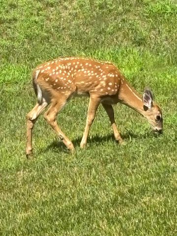 3642 Maple Drive S, Cambridge, MN 55008