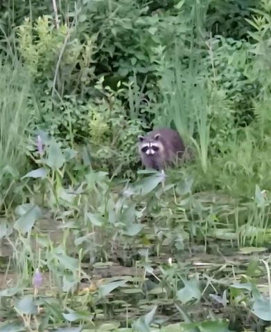 14807 Huyck Lake Lane, Marcellus, MI 49067