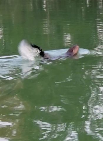 14807 Huyck Lake Lane, Marcellus, MI 49067