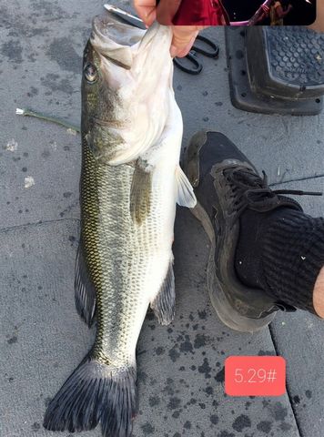 14807 Huyck Lake Lane, Marcellus, MI 49067