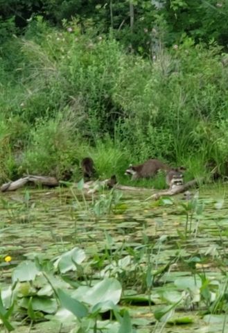 14807 Huyck Lake Lane, Marcellus, MI 49067