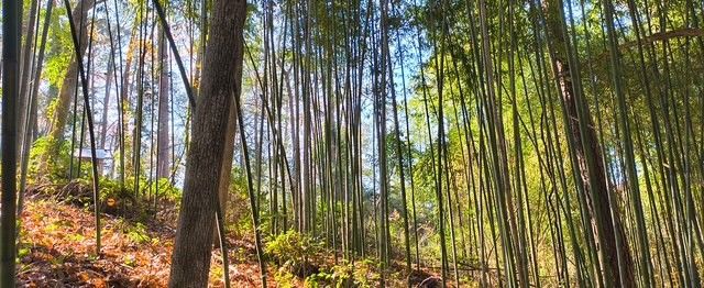 106 Sandy Lane Road, Scroggins, TX 75480