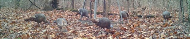 Rr 62 State Highway U, Ava, MO 65608