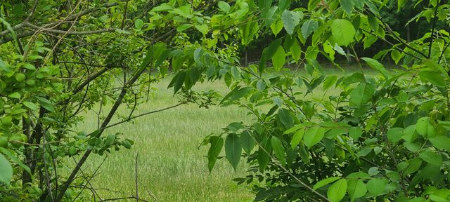 Lot 8 Edwardsville RD, Hardy, VA 24101