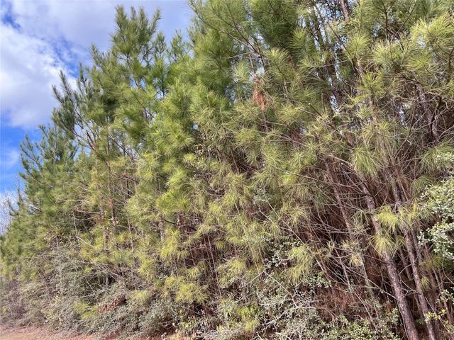 0000000 Fm 1746, Town Bluff, TX 77660