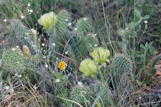 Tract 21 McClelland Road, Calhan, CO 80808