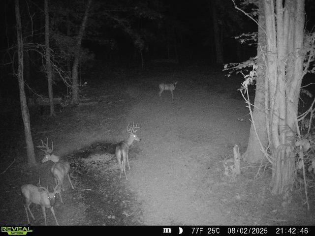 2541 Mooresville Hwy, Lewisburg, TN 37091