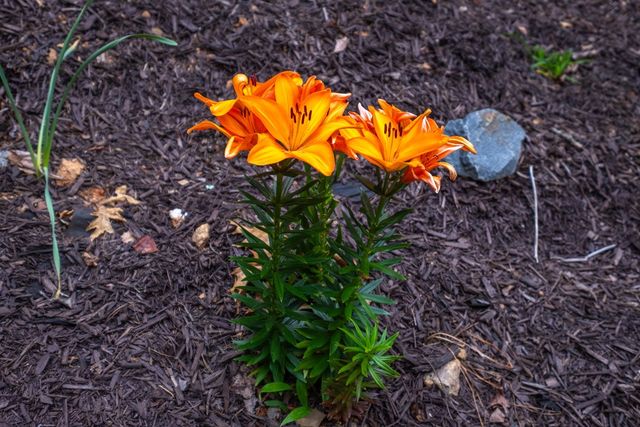 1220 Burger Road, Murphy, NC 28906