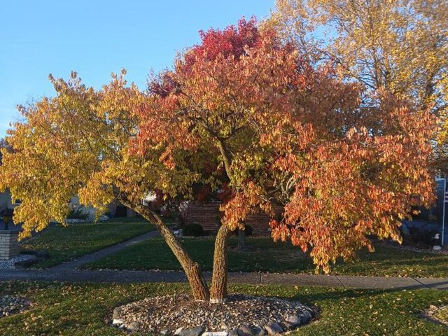 181 W 28th Street, South Chicago Heights, IL 60411