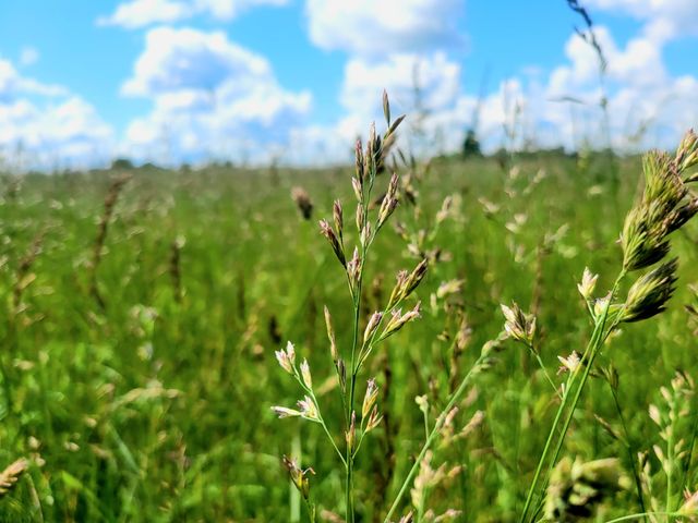 3246 N State Highway 125, Strafford, MO 65757