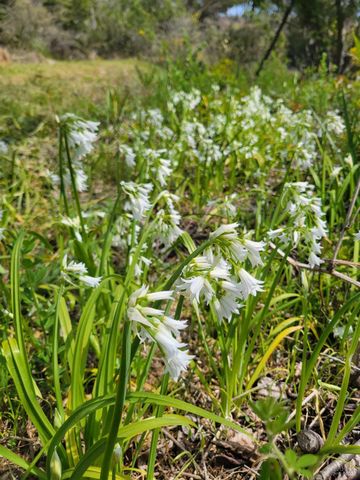 34601 S Highway 1, Gualala, CA 95445