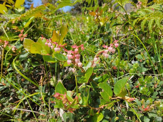 34601 S Highway 1, Gualala, CA 95445