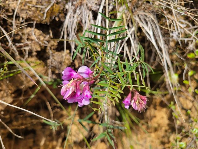 34601 S Highway 1, Gualala, CA 95445